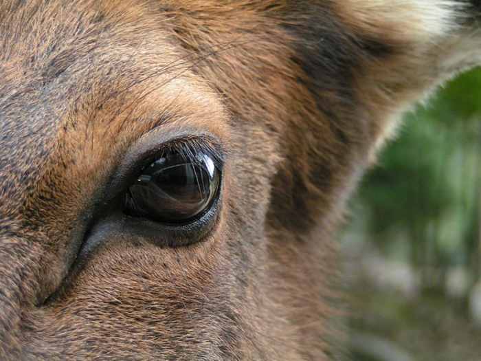 Eye of a Wapiti (Cervus canadensis). The photograph has been taken at Omega Park in Montebello, Québec, Canada