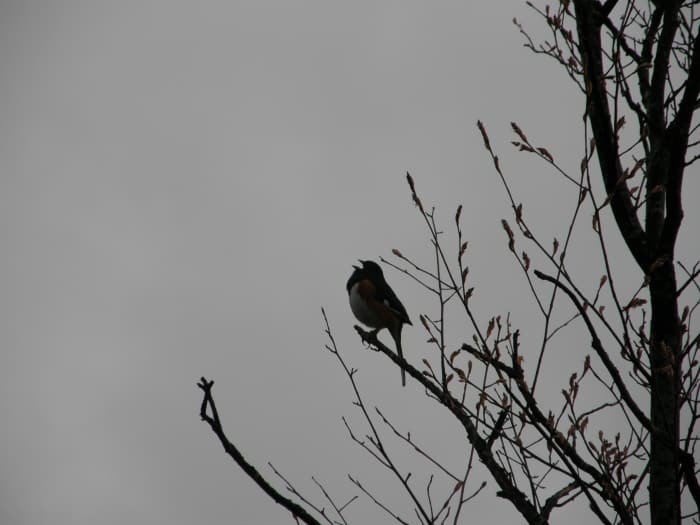 "A bird does not sing because it has an answer; it sings because it has a song. ~ Chinese Proverb