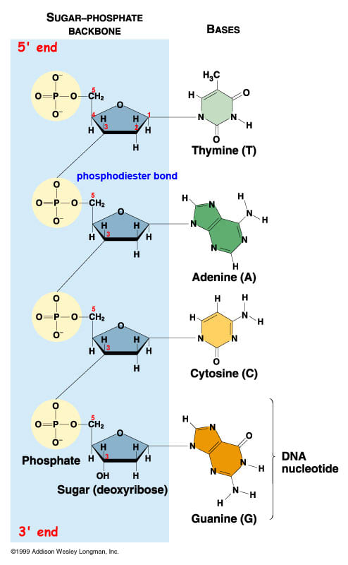 Only five of 118 elements in the periodic table are needed to make a DNA structure in an animal or plant