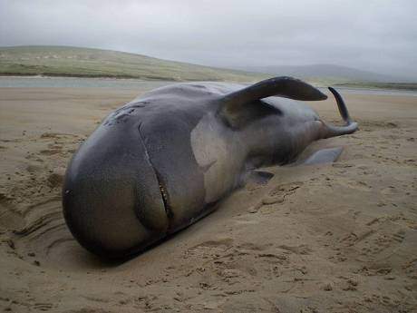 Dead Pilot Whales on Coast of New Zealand Islands