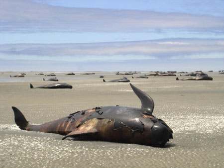 Dead Pilot Whale on Coast of New Zealand Islands