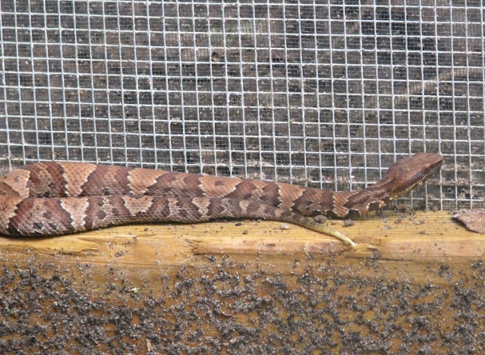 Here is another shot of the young cottonmouth on the porch. Look at the head and make note of the dark stripe. Copperheads do not have a dark stripe and the pattern on the body is different,