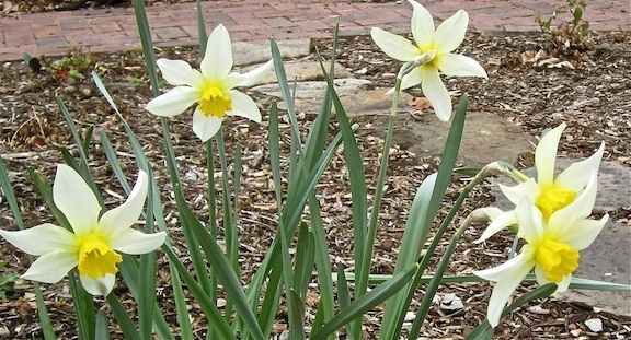 Dating to 1869, the graceful Mrs. Langtry is a very rare yellow-cupped white daffodil that stands about 16 inches tall. For zones 5-7.