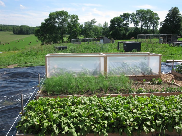 Light inexpensive cold frames for and early start and improving yields on peppers and basil