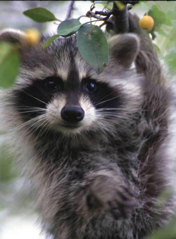Typical Raccoon Coloring