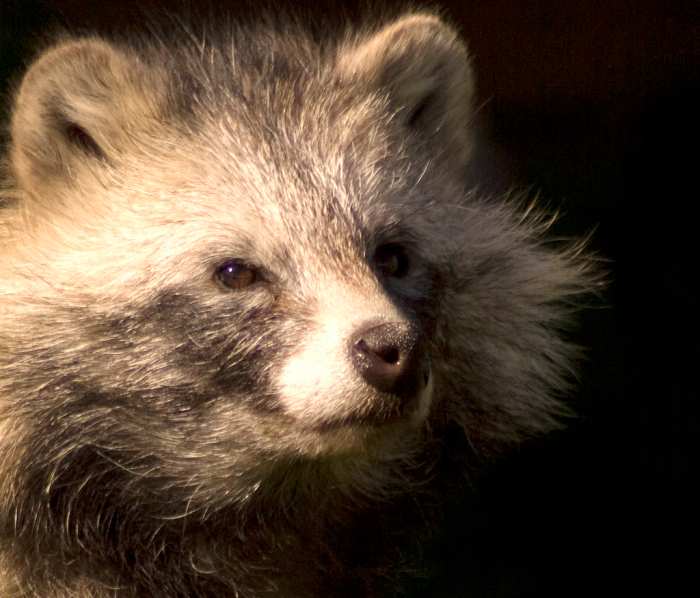 I just included this picture because I wanted to share it with you. It's a beautiful photo of an older raccoon. Notice how gray he is.