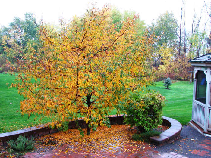 Common Diseases of Crabapple Trees HubPages