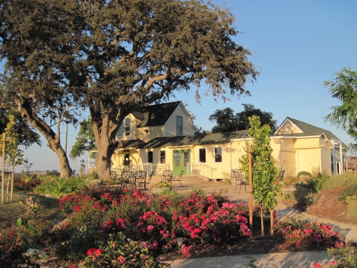 This oak gave shade to visitors of the Veris Tasting Room on Bethel Road in Templeton while it was still open. Now the property has changed to a distillery.