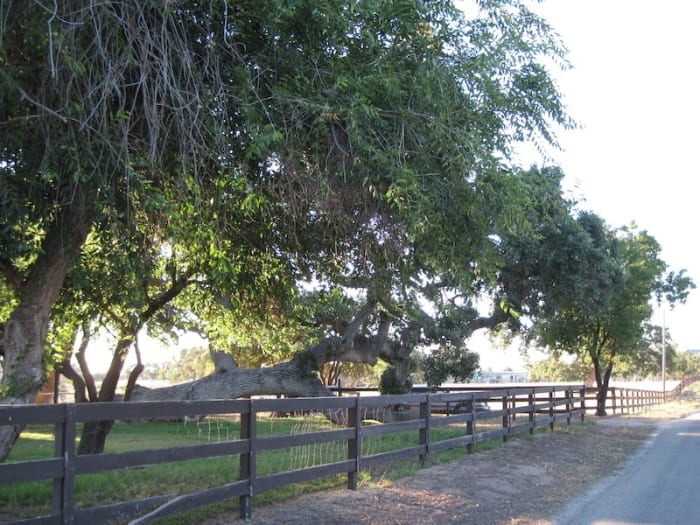 This tree was the first I'd ever seen growing parallel to the ground. A friend told me this can happen when the wind blows a young tree down and it just continues to grow that way. This tree can be seen along the Union Road Wine Trail in Paso Robles.
