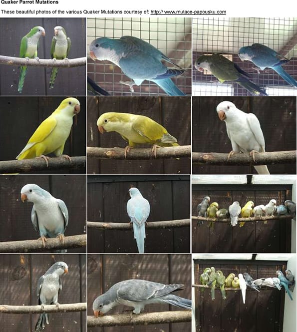 Quaker Parrot Care Sheet HubPages