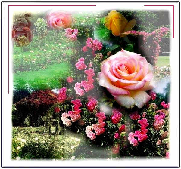 abraham-darby-a-david-austin-english-rose