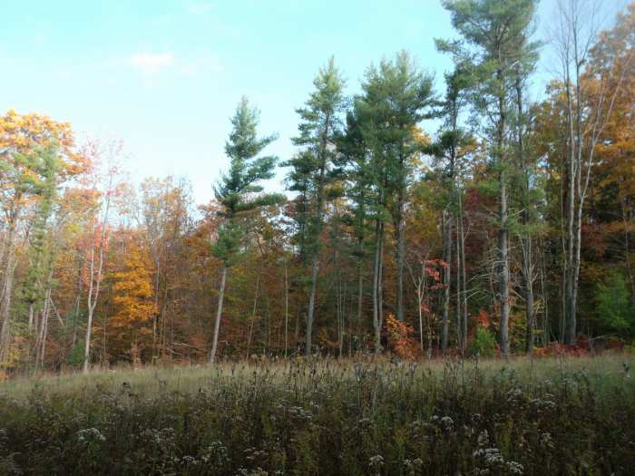 Looking from the edge of our woods across an open wildflower field to the woods beyond. That field is full of rodents! Ideal hunting grounds for predatory birds like hawks and owls.
