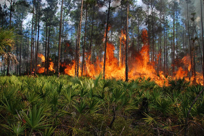 Dense patch at dense patch of saw palmetto understory at Florida Panther NWR. Courtesy of U.S. Fish and Wildlife Service Southeast Region