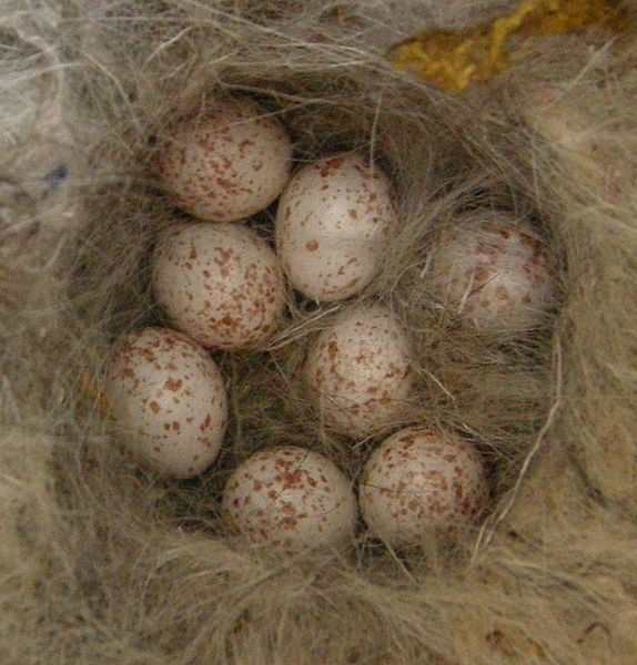 A clutch of great tit eggs. The blue tit's eggs are slightly smaller but very similar in colour. In both species the female incubates the eggs by herself for 12-16 days, often fed by the male while she is sitting on the nest..