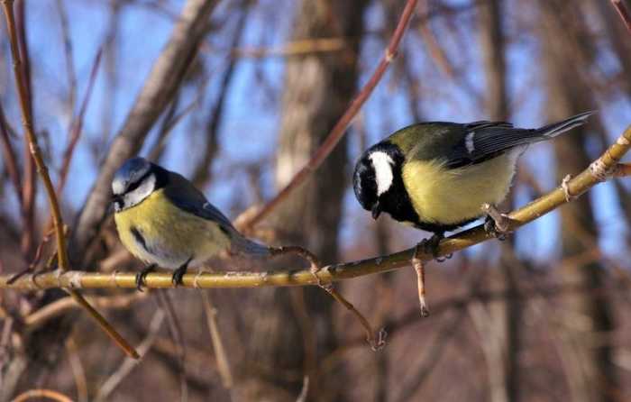 The blue tit (left) is four and a half inches long, is widespread and stays in Britain all year long. The great tit (right) is similar in terms of distribution and migratory behaviour but is bigger at 5 and a half inches long..