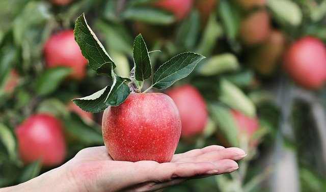 Forbidden fruit theory (aka forbidden fruit hypothesis or the forbidden fruit effect) - anything forbidden becomes even more desirable