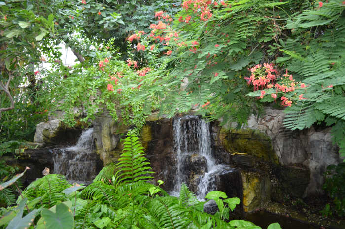 This is a picture inside of the conservatory where I have seen these butterflies. They thrive in a warm and tropical environment.