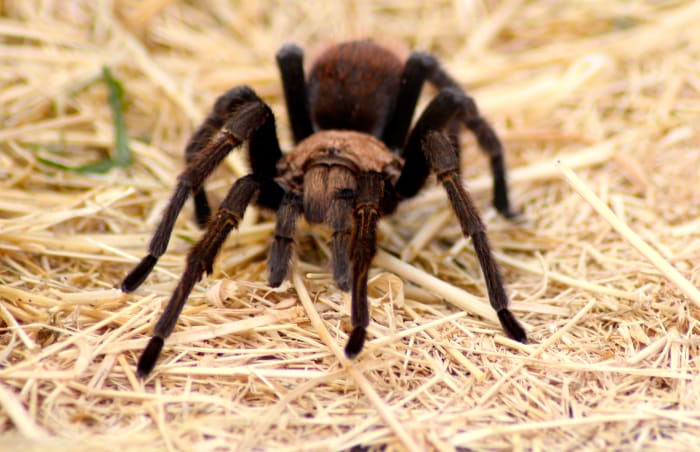 Arachnids are a great home remedy for the prevention of an infestation of house guests.