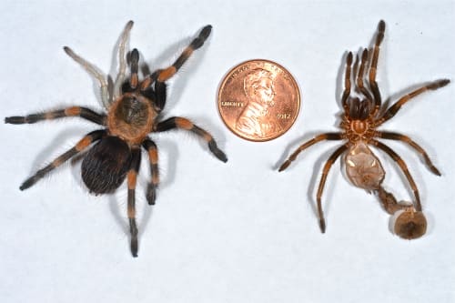 Left: Mexican Red Knee Tarantula with 2 recently regenerated legs on the left superior. Right: Molt which preceded the photo.