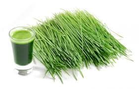Wheatgrass is one of the worlds most powerful sources of life giving chlorophyll and oxygen.