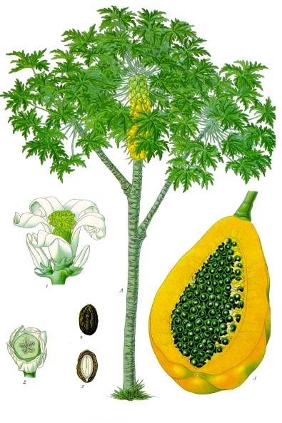 papaya, papaya enzyme, relief for stings, bee stings, wasp stings, jellyfish stings, ant bites, fire ant bites, mosquito bites, natural remedies