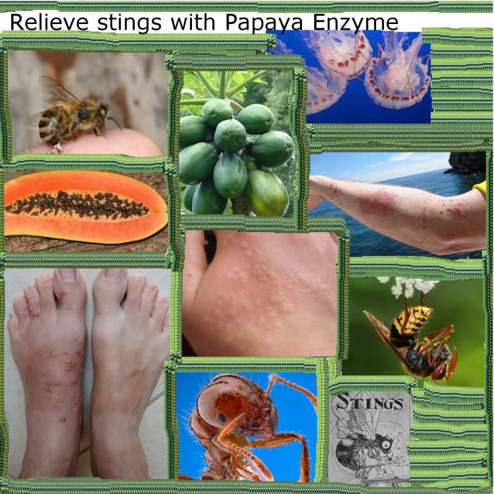 papaya, papaya enzyme, relief for stings, bee stings, wasp stings, jellyfish stings, ant bites, fire ant bites, mosquito bites, natural remedies