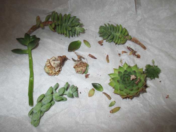 To my delight , these are the Leaves, cuttings and baby succulents I received in the mail from far away friends.