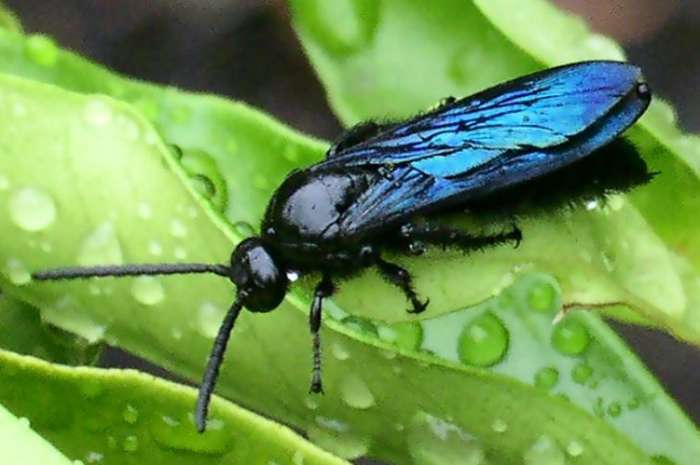 The blue flower wasp (Discolia soror) is also sometimes called the black flower wasp or hairy flower wasp. They are most commonly found in Australia, where they are very much appreciated by gardeners.