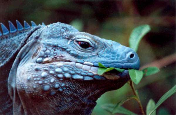 The critically-endangered blue iguana is found in the wild only on the Grand Caymen Island in the Caribbean, where they are considered emblematic creatures.