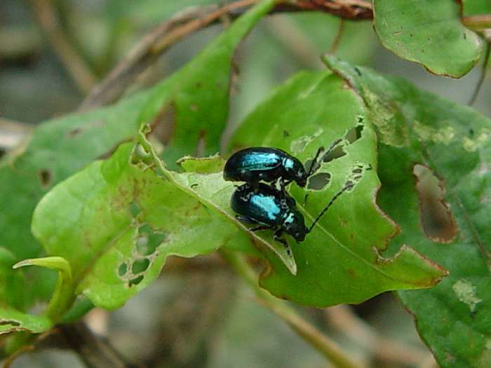 Amazing Blue Bugs, Insects, Frogs, Fish, and Butterflies HubPages