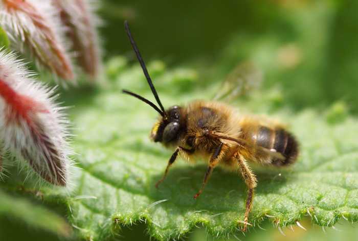Bees and wasps will normally leave you alone if you leave them alone. However, when they feel threatened, even if you have no intention of hurting them, they will sting to defend themselves.