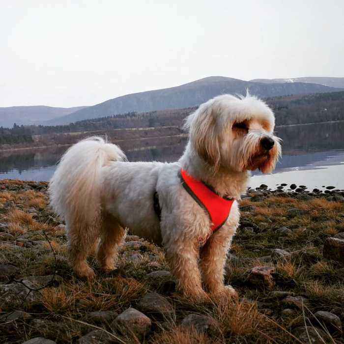 What Is the Best None Shedding Anti Allergy Dog Breed? HubPages