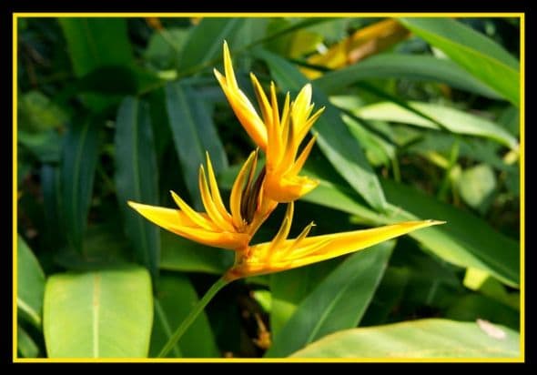 Heliconia Psittacorum x Spathocircinata