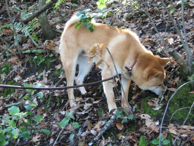 Cesar Millan dog walking - There should be some breaks during these walks but the breaks are always at the discretion of the human.