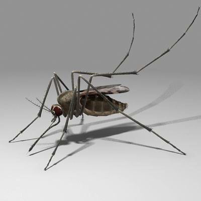 Many people are 'allergic' to mosquito bites just like a wasp or bee sting, though they are not dangerously so.