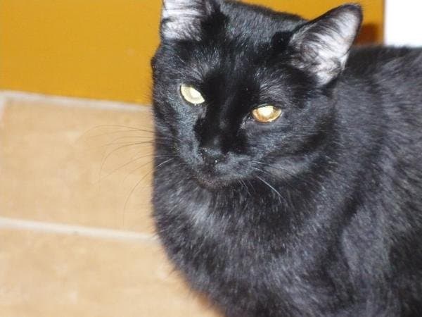Spritz is a beautiful black cat with a shiny coat. She's brought lots of good luck to her human companions.