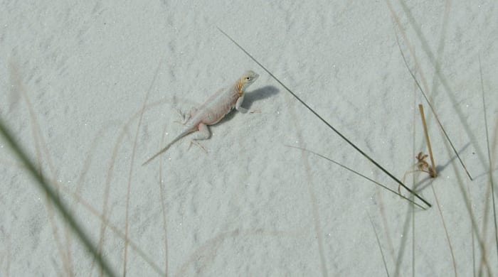 The Bleached Earless Lizard is one of the species of white lizards that lives in the White Sands area.