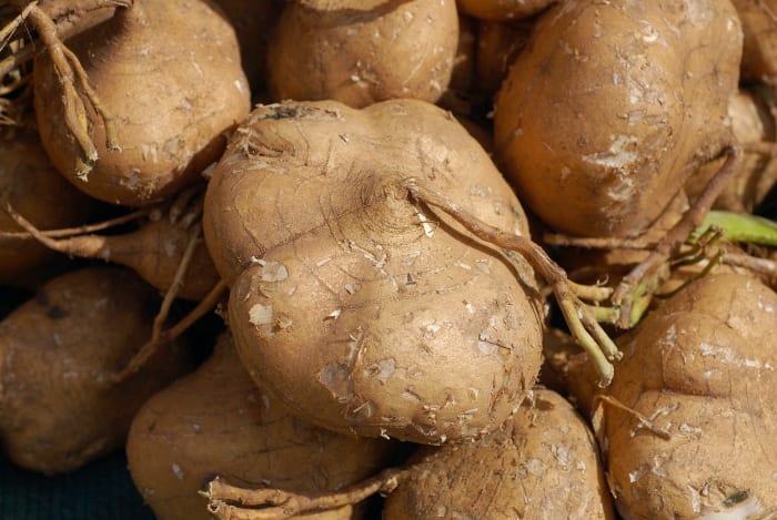 Pachyrhizus erosus, common name Jicama, a root vegetable in the Fabaceae. Photographed at a farmer's market in San Francisco