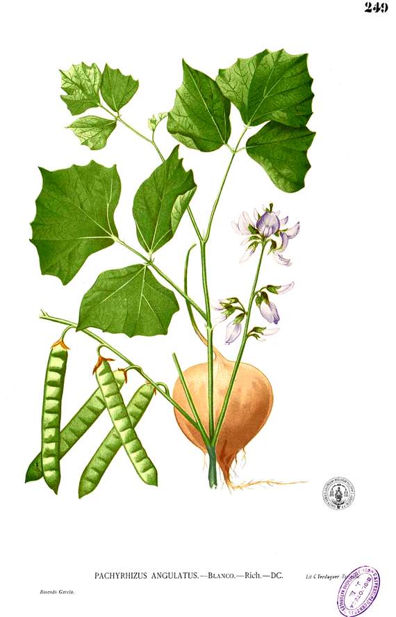 Yam bean (Pachyrrhizus erosus L.)