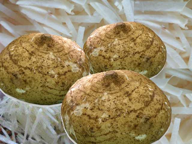 The yam bean or sengkuang is a legume with tubers that are turnip-shaped with white flesh and light brown skin.