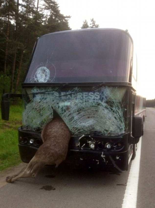 This is the other side of the dashboard shown in the image at the top of the page. Precisely when 555 and 666 were on the odometer, a moose crashed through the window of this bus.