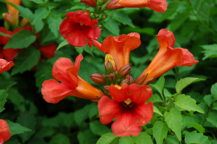 A List of Tubular Flowers - HubPages