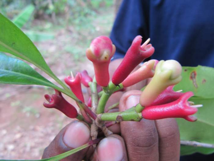 the-health-benefits-of-cloves-and-clove-oil