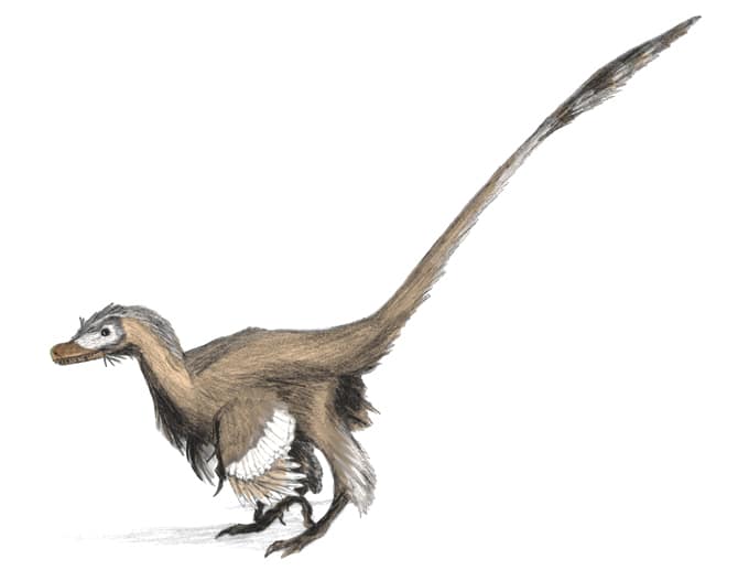 Velociraptor was a chicken sized raptor that grew up to 2 metres long. It was likely feathered and roamed widely across Asia during the Late Cretaceous.