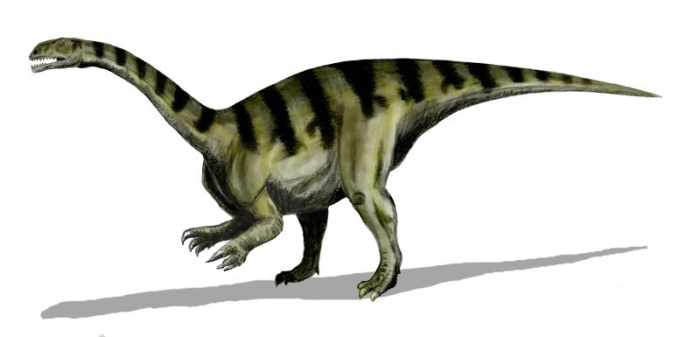 Plateosaurus was an early form of herbivorous dinosaur and a possible forerunner of the gigantic sauropods that dominated the Earth during the Jurassic.