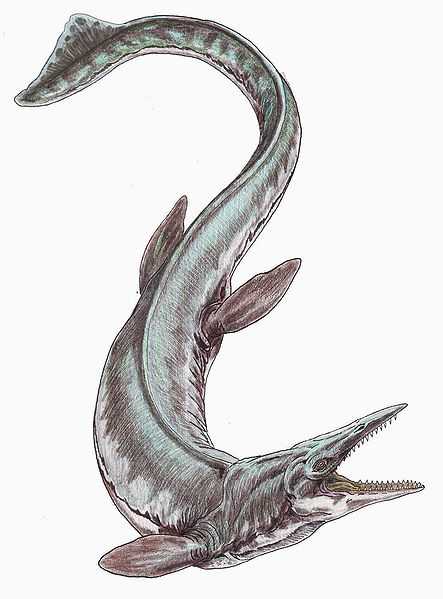 The mosasaurs were the most feared marine predators in the Cretaceous seas, and Tylosaurus was the biggest of them all, growing up to 50 feet long.