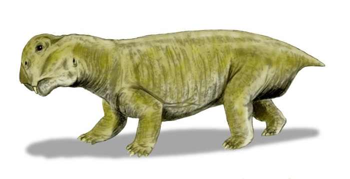 Lystrosaurus- a mammal like reptile that was the most common animal on the planet in the Early Triassic.