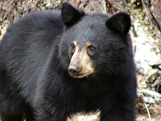 Despite their name, black bears are not usually black in color, more usually they are brown. Although are less aggressive than grizzlies, black bears still need to be treated with a great deal of respect.