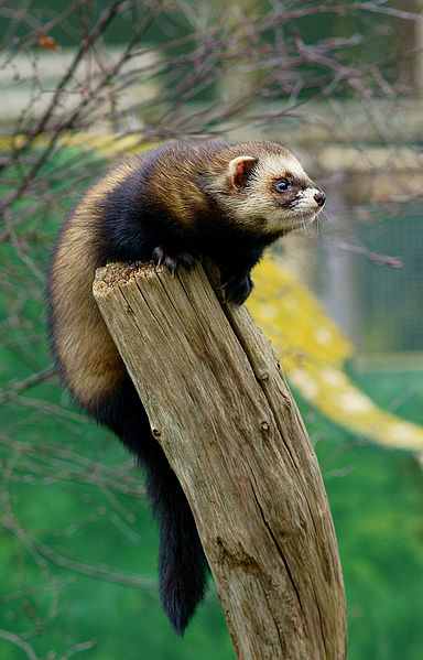 A relative of the stoat, otter and badger, the polecat is the forgotten animal of the British countryside. It's mostly a nocturnal hunter, but you may be lucky enough to see one in daylight, like this individual.