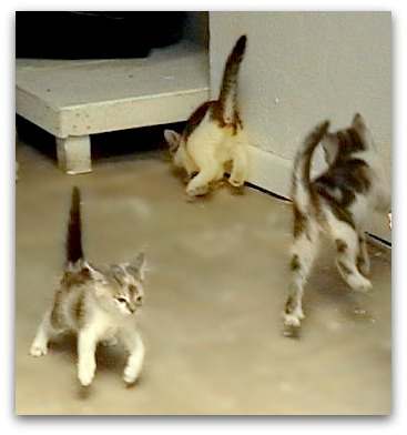 Bouncing cats celebrating their good health